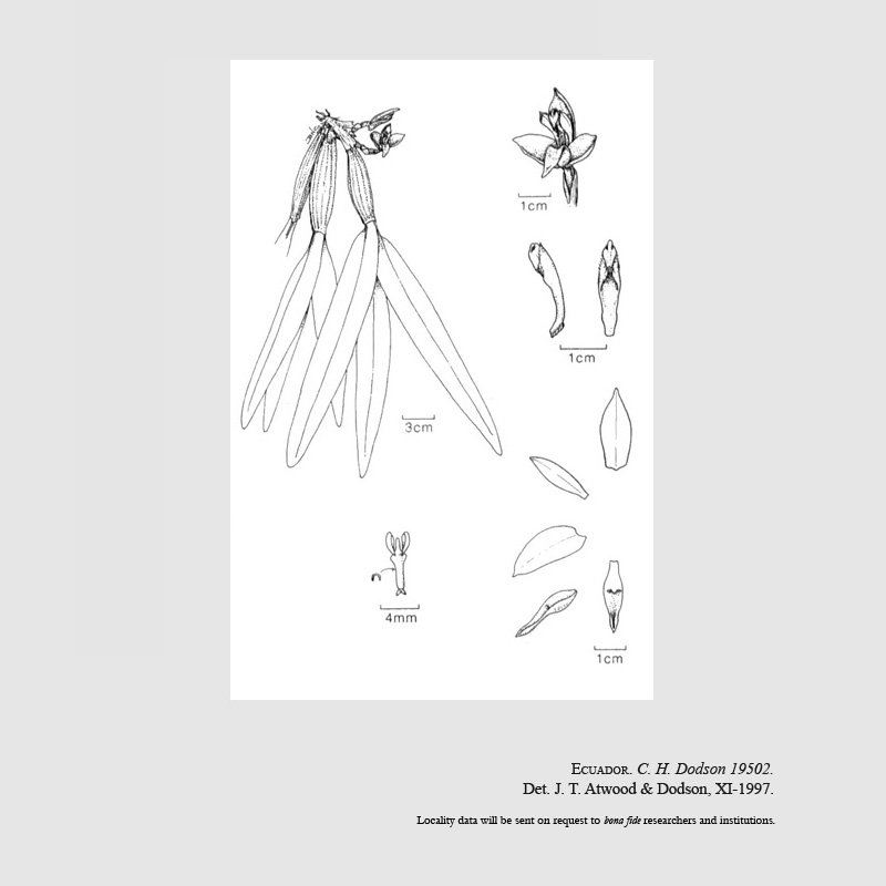 Rhetinantha encyclioides